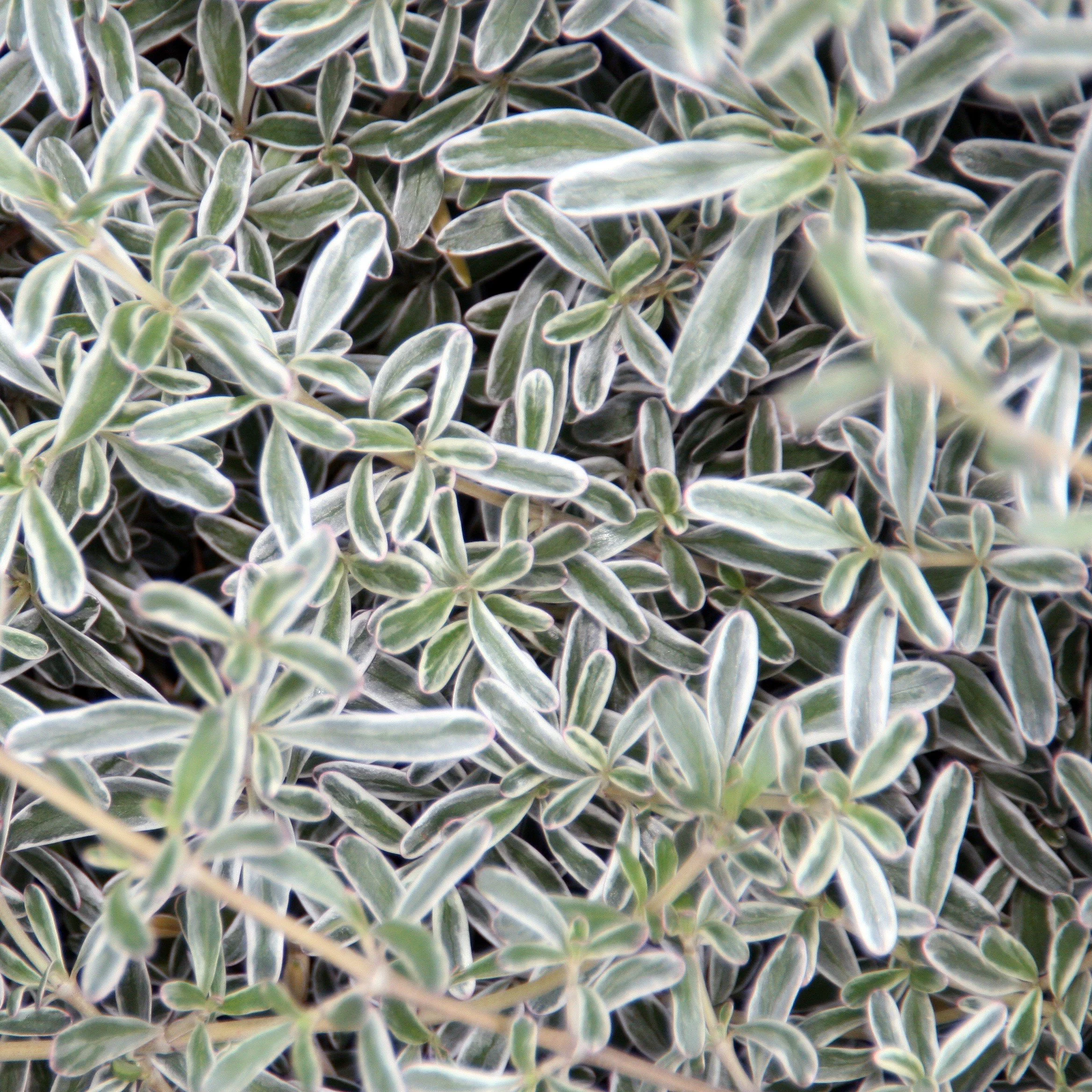 Creeping Mirror Plant — Wanderlust Nursery